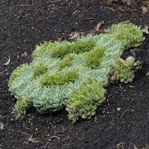 Meet your Posher, Maya